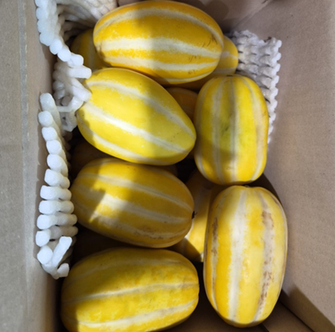 [대박특가] 성주 참외 5kg 랜덤 혼합과